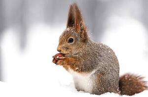Fotografie squirrel sitting on snow with a, Mr_Twister, (40 x 26.7 cm)
