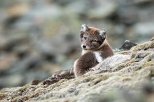 Fotografie Arctic fox in natural environment in Svalbard, Mats Brynolf, (40 x 26.7 cm)