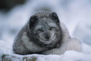 Fotografie de artă Polar fox cub, winter, Herbert Kehrer, (40 x 26.7 cm)