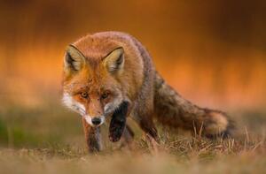 Fotografie Portrait of red fox standing on grassy field, Wojciech Sobiesiak / 500px, (40 x 26.7 cm)