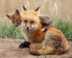 Fotografie Red fox, Pat Gaines, (40 x 30 cm)