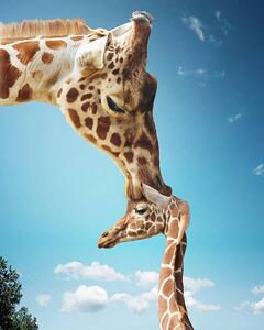 Fotografie de artă Mother giraffe nuzzling calf's head, Gandee Vasan, (30 x 40 cm)