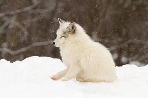 Fotografie Arctic fox-eyes closed, Adria  Photography, (40 x 26.7 cm)