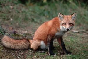 Fotografie de artă Red Fox Sitting, Layne Kennedy, (40 x 26.7 cm)