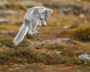 Fotografie de artă Close-up of jumping arctic fox, Menno Schaefer / 500px, (40 x 30 cm)