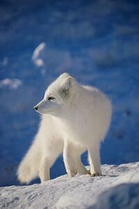 Fotografie Arctic Fox, John Conrad, (26.7 x 40 cm)