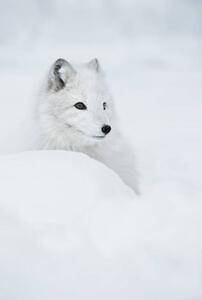 Fotografie de artă An arctic fox in the snow., Andy Astbury, (26.7 x 40 cm)