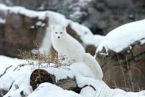 Fotografie de artă Arctic fox in snow, Jason Paige, (40 x 26.7 cm)