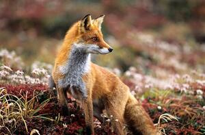 Fotografie Fox in a autumn mountain, keiichihiki, (40 x 26.7 cm)
