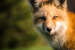 Fotografie A fox., Will Faucher, (40 x 26.7 cm)