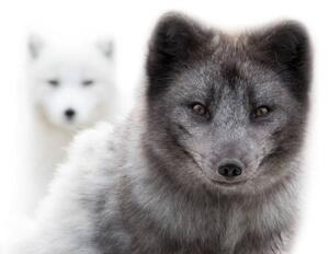 Fotografie de artă Close up of two arctic foxes, Jean Landry, (40 x 26.7 cm)