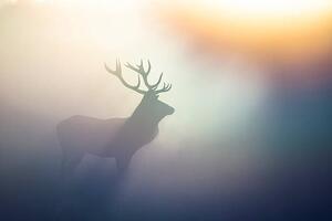 Fotografie Red Deer(Cervus elaphus), DamianKuzdak, (40 x 26.7 cm)