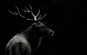 Fotografie de artă The deer soul, Massimo Mei, (40 x 24.6 cm)