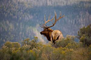 Fotografie de artă Huge Bull Elk in a Scenic Backdrop, BirdofPrey, (40 x 26.7 cm)