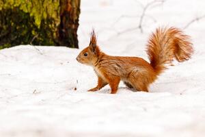 Fotografie de artă beautiful squirrel on the snow eating a nut, Minakryn Ruslan, (40 x 26.7 cm)