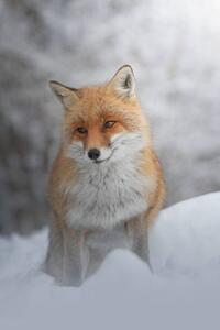 Fotografie de artă Portrait of red fox standing on snow covered land, marco vancini / 500px, (26.7 x 40 cm)