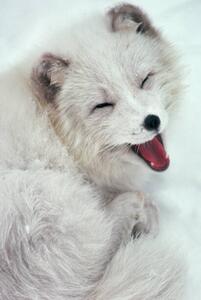 Fotografie Arctic Fox Yawning in Snow, Richard Hamilton Smith, (26.7 x 40 cm)