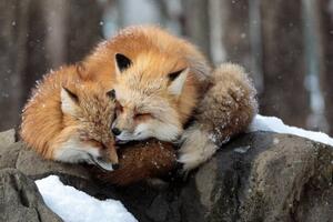 Fotografie de artă Close-up of red fox on snow, Sebastian Nicolas / 500px, (40 x 26.7 cm)