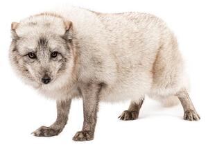 Fotografie de artă Arctic fox, Vulpes lagopus, standing, looking, GlobalP, (40 x 26.7 cm)