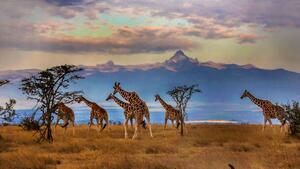 Fotografie Herd of Reticulated giraffes in front, Manoj Shah, (40 x 22.5 cm)