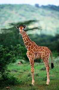 Fotografie de artă Reticulated Giraffe, Serengeti Nat. Park, Tanzania, Art Wolfe, (26.7 x 40 cm)