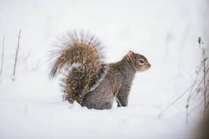 Fotografie de artă Fluffy friend,Close-up of gray squirrel on, SAMANTHA MEGLIOLI / 500px, (40 x 26.7 cm)