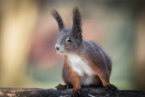 Fotografie Adventures of cute and funny squirrel, Barbara Cerovsek, (40 x 26.7 cm)