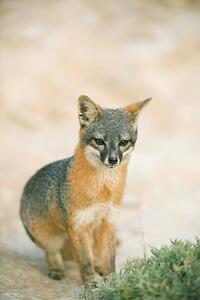 Fotografie Island Fox (Urocyon littoralis), Kevin Schafer, (26.7 x 40 cm)