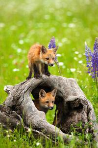 Fotografie Cute red fox pups play in field of flowers, jimkruger, (26.7 x 40 cm)