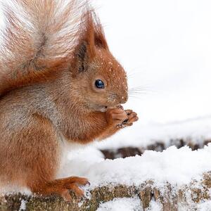 Fotografie de artă Cute fluffy squirrel eating nuts on, Magryt, (40 x 40 cm)