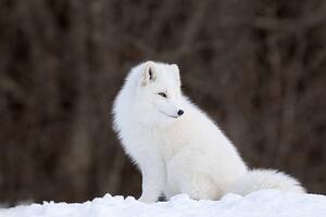 Fotografie Portrait of Arctic Fox, Adria  Photography, (40 x 26.7 cm)