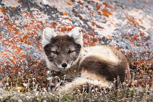 Fotografie de artă Resting Female Arctic Fox, drferry, (40 x 26.7 cm)