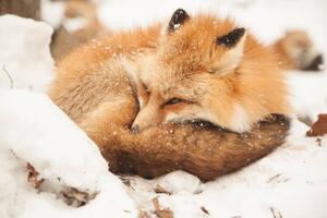 Fotografie Close-up of sleeping fox, Alycia Moore / 500px, (40 x 26.7 cm)