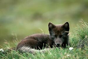 Fotografie de artă Arctic Fox Laying in the Grass, Natalie Fobes, (40 x 26.7 cm)