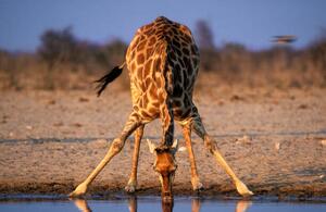 Fotografie Southern Giraffe Drinking at Water Hole, Martin Harvey, (40 x 26.7 cm)