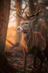 Fotografie Red Deer Stag Portrait, serts, (26.7 x 40 cm)