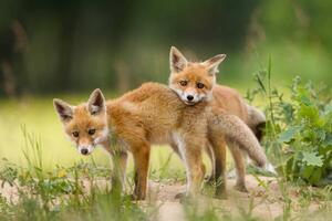 Fotografie Adorable baby fox pups playing, DamianKuzdak, (40 x 26.7 cm)