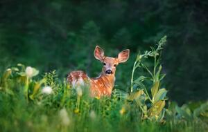 Fotografie Bambi Deer Fawn, Adria  Photography, (40 x 24.6 cm)