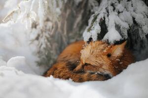 Fotografie de artă Close-up of squirrel on snow covered, Grzegorz Bukalski / 500px, (40 x 26.7 cm)
