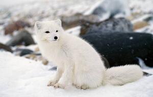Fotografie de artă Arctic fox in winter coat, Hudson Bay, Canada, Jeff Foott, (40 x 24.6 cm)