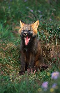 Fotografie Arctic Fox Yawning, Danny Lehman, (26.7 x 40 cm)