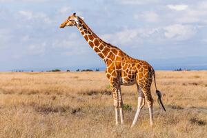 Fotografie de artă Giraffes in the savannah, Kenya, Anton Petrus, (40 x 26.7 cm)