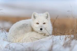 Fotografie Wild arctic fox in tundra, Alexey_Seafarer, (40 x 26.7 cm)