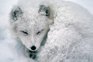 Fotografie de artă Arctic Fox Sleeping in Snow, Richard Hamilton Smith, (40 x 26.7 cm)