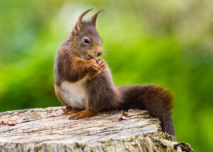 Fotografie de artă Red Squirrel (Sciurus vulgaris), mille19, (40 x 30 cm)