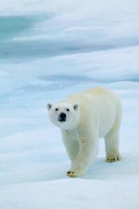 Fotografie de artă Polar Bear on Sea Ice, Sniffing the Air, Hans Strand, (26.7 x 40 cm)