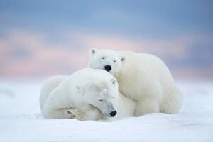 Fotografie de artă Two polar bears sleeping in the snow, Alaska, USA, janbecke1, (40 x 26.7 cm)