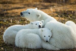 Fotografie Polar Bear and Cubs by Hudson, Paul Souders, (40 x 26.7 cm)