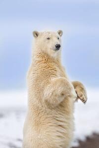 Fotografie Polar bear standing, Patrick J. Endres, (26.7 x 40 cm)