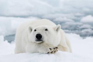 Fotografie Polar bear, dagsjo, (40 x 26.7 cm)